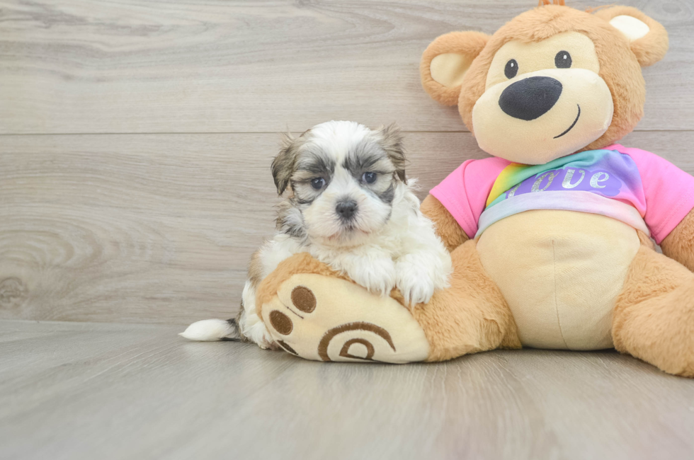 5 week old Teddy Bear Puppy For Sale - Simply Southern Pups