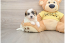 Cute Teddy Bear Baby