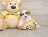 6 week old Teddy Bear Puppy For Sale - Simply Southern Pups