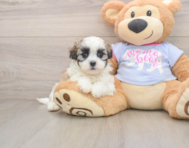 6 week old Teddy Bear Puppy For Sale - Simply Southern Pups