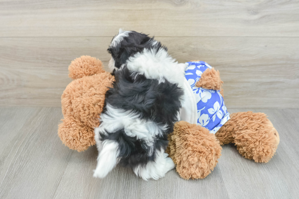 Teddy Bear Pup Being Cute