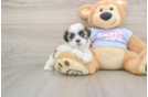Teddy Bear Pup Being Cute