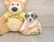 6 week old Teddy Bear Puppy For Sale - Simply Southern Pups