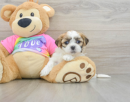 7 week old Teddy Bear Puppy For Sale - Simply Southern Pups