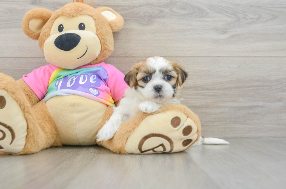 7 week old Teddy Bear Puppy For Sale - Simply Southern Pups