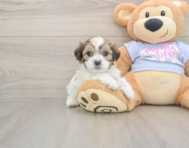 8 week old Teddy Bear Puppy For Sale - Simply Southern Pups