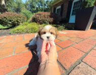 10 week old Teddy Bear Puppy For Sale - Simply Southern Pups