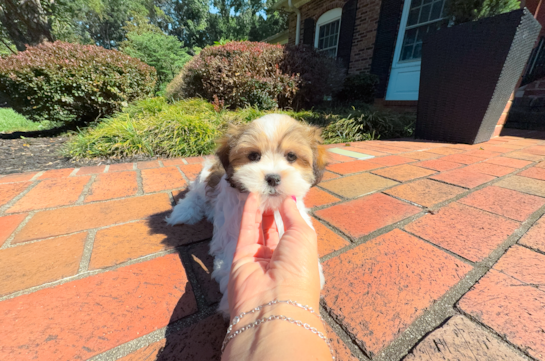 Cute Shi Chon Designer Puppy