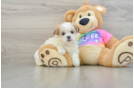 Smart Teddy Bear Designer Pup