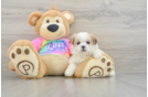 Teddy Bear Puppy for Adoption