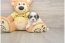 Teddy Bear Pup Being Cute
