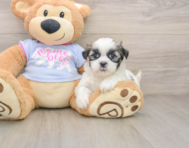8 week old Teddy Bear Puppy For Sale - Simply Southern Pups