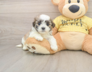 8 week old Teddy Bear Puppy For Sale - Simply Southern Pups