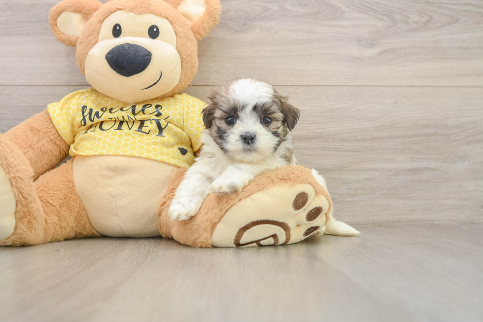Petite Teddy Bear Designer Pup