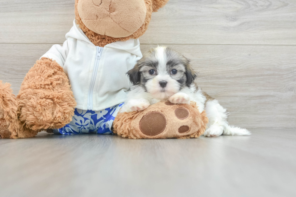 Teddy Bear Puppy for Adoption