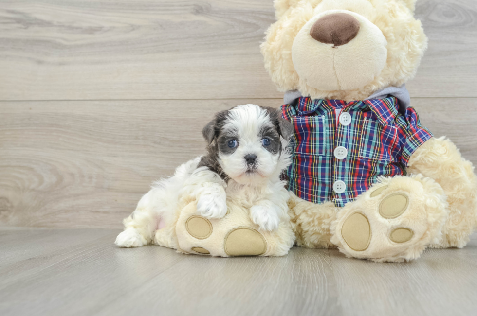 6 week old Teddy Bear Puppy For Sale - Simply Southern Pups