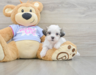 7 week old Teddy Bear Puppy For Sale - Simply Southern Pups
