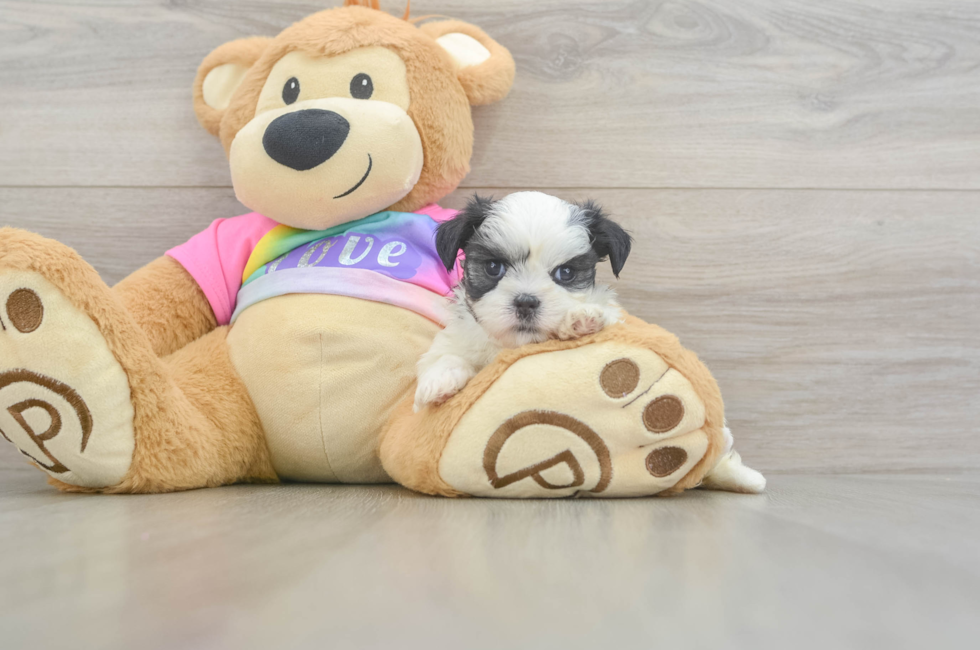 5 week old Teddy Bear Puppy For Sale - Simply Southern Pups