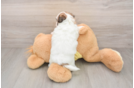 Fluffy Teddy Bear Designer Pup