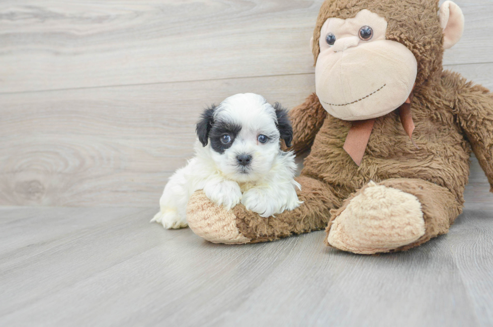 6 week old Teddy Bear Puppy For Sale - Simply Southern Pups