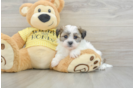 Smart Teddy Bear Designer Pup