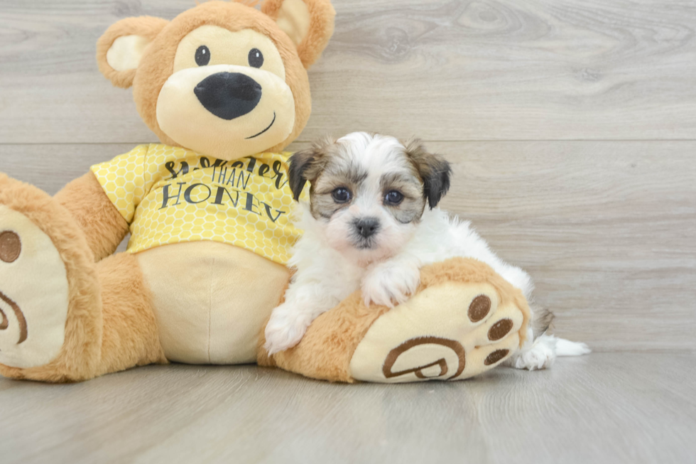 Smart Teddy Bear Designer Pup