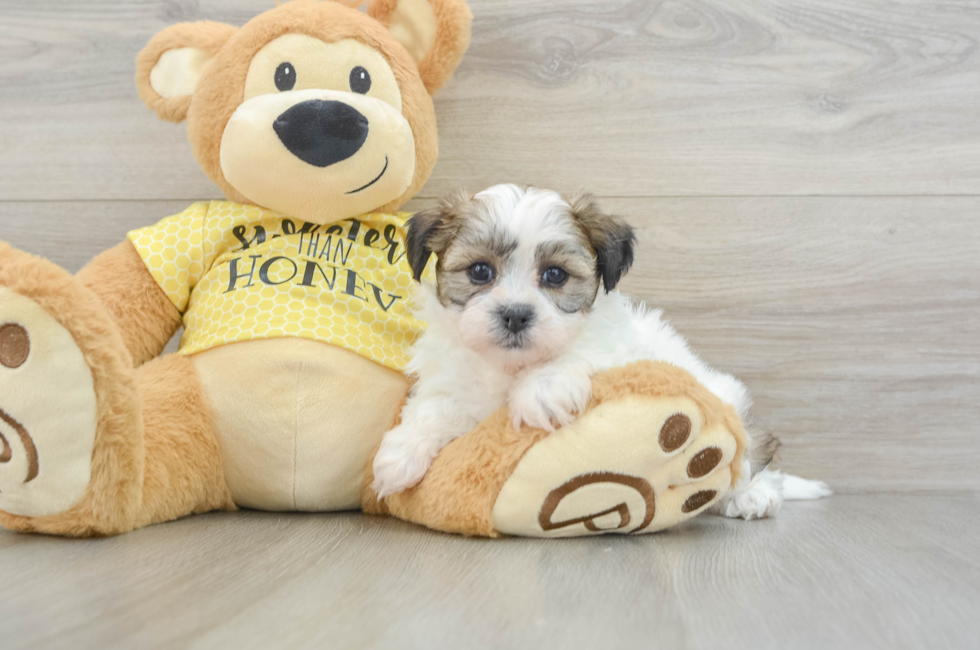 5 week old Teddy Bear Puppy For Sale - Simply Southern Pups