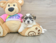 7 week old Teddy Bear Puppy For Sale - Simply Southern Pups