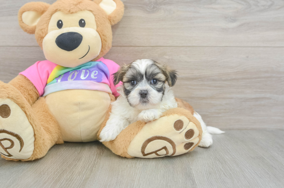 5 week old Teddy Bear Puppy For Sale - Simply Southern Pups