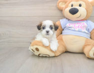 8 week old Teddy Bear Puppy For Sale - Simply Southern Pups