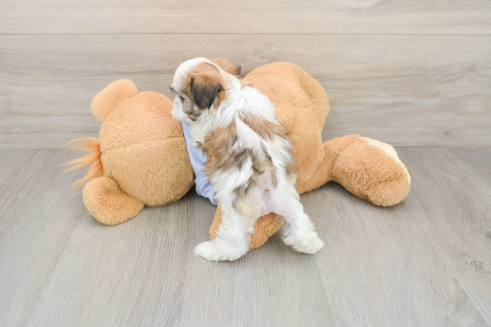 Best Teddy Bear Baby