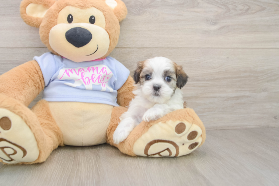 Best Teddy Bear Baby