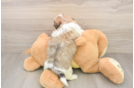 Teddy Bear Puppy for Adoption