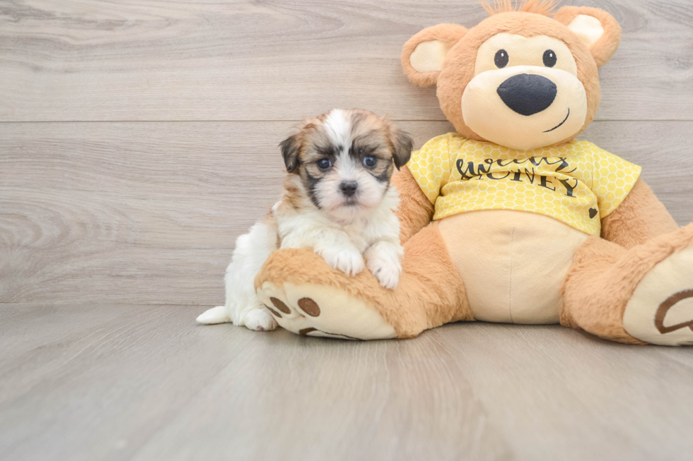 Happy Teddy Bear Baby