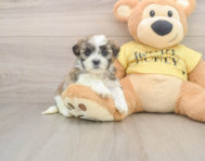 8 week old Teddy Bear Puppy For Sale - Simply Southern Pups