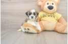 Smart Teddy Bear Designer Pup