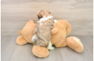 Teddy Bear Puppy for Adoption