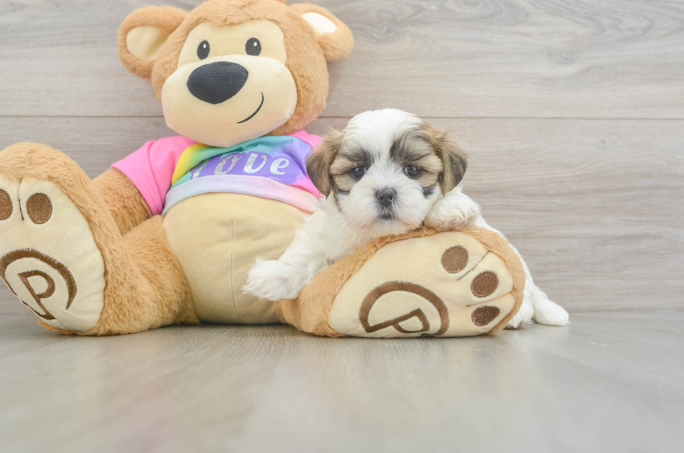 5 week old Teddy Bear Puppy For Sale - Simply Southern Pups