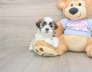 8 week old Teddy Bear Puppy For Sale - Simply Southern Pups