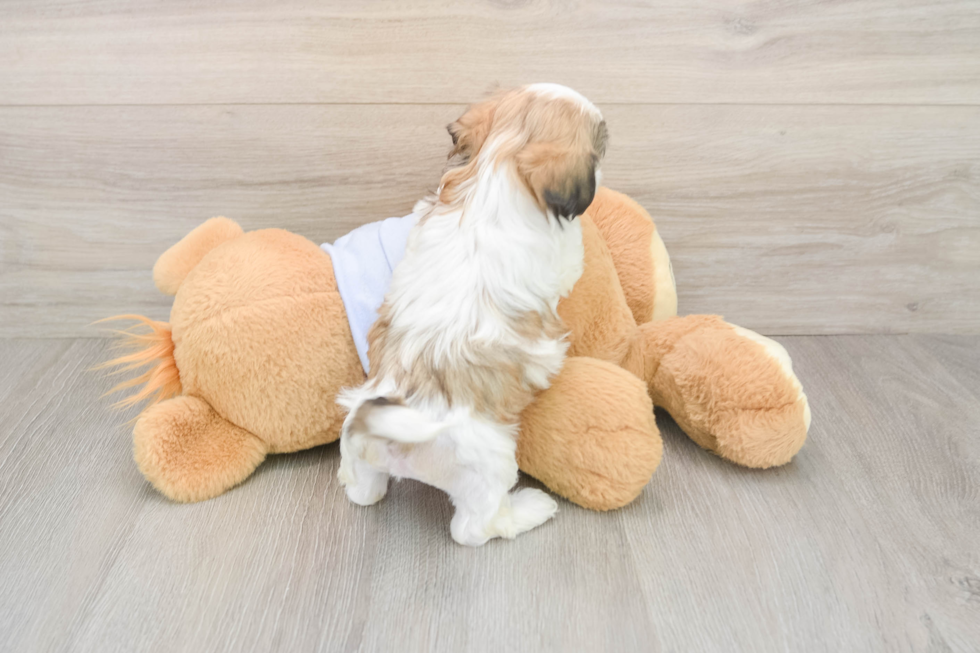 Teddy Bear Pup Being Cute
