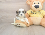 8 week old Teddy Bear Puppy For Sale - Simply Southern Pups