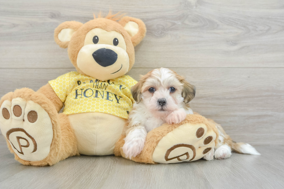 Teddy Bear Pup Being Cute