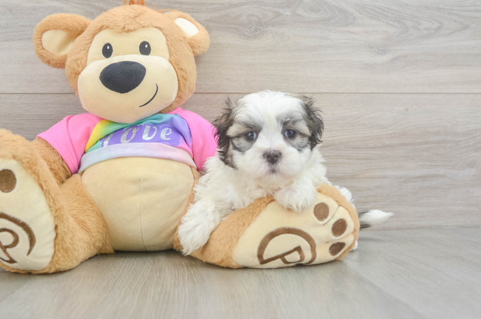 5 week old Teddy Bear Puppy For Sale - Simply Southern Pups