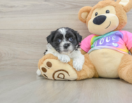 7 week old Teddy Bear Puppy For Sale - Simply Southern Pups