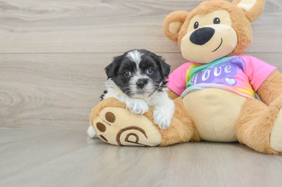 7 week old Teddy Bear Puppy For Sale - Simply Southern Pups