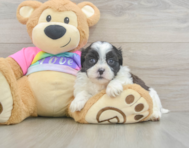 7 week old Teddy Bear Puppy For Sale - Simply Southern Pups