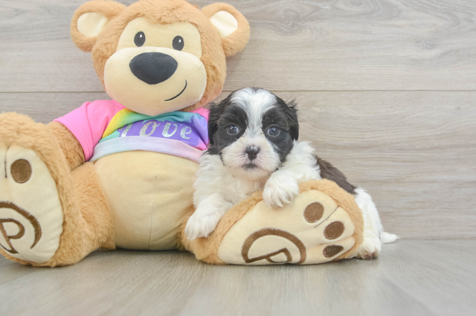 5 week old Teddy Bear Puppy For Sale - Simply Southern Pups