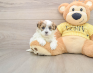 5 week old Teddy Bear Puppy For Sale - Simply Southern Pups