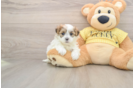Funny Teddy Bear Designer Pup