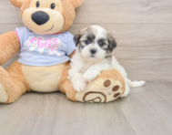 8 week old Teddy Bear Puppy For Sale - Simply Southern Pups